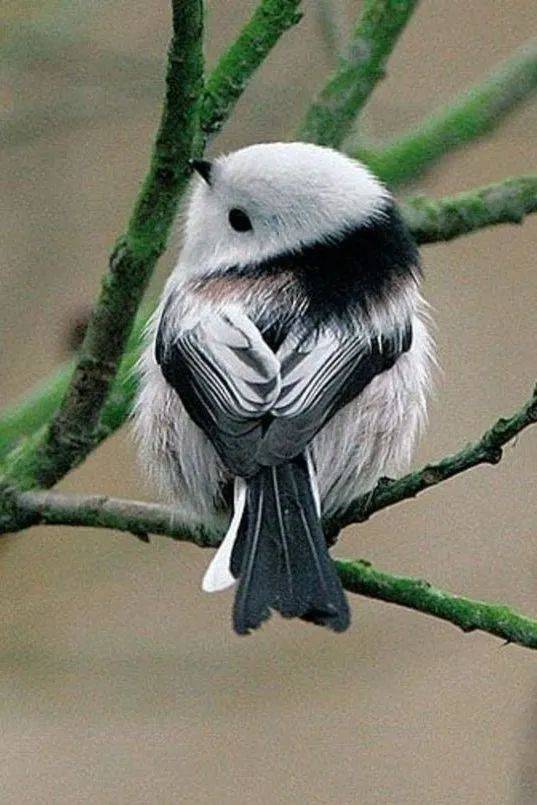 又到了欣赏小肥啾的季节太可爱了