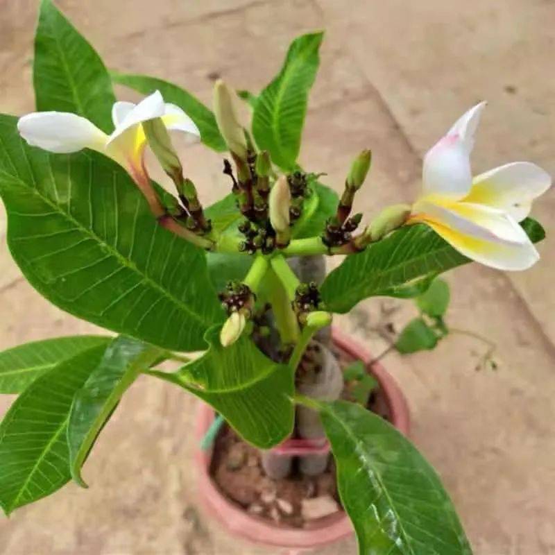 家里养盆鸡蛋花开花香又美能看又能泡茶喝养人又养心