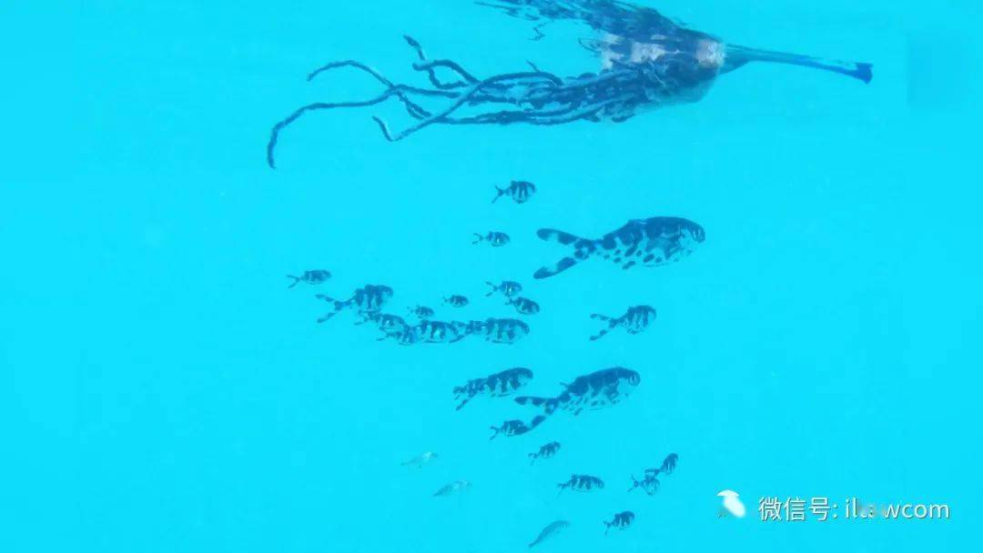 本文来自 动物世界 (id:iltawcom) 双鳍鲳 双鳍