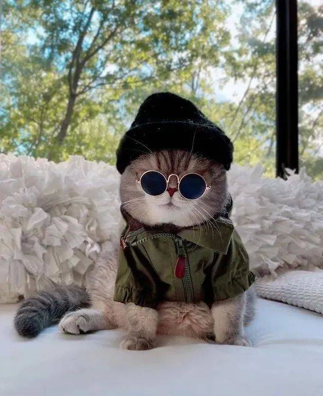 绅士猫火了时尚穿搭满分