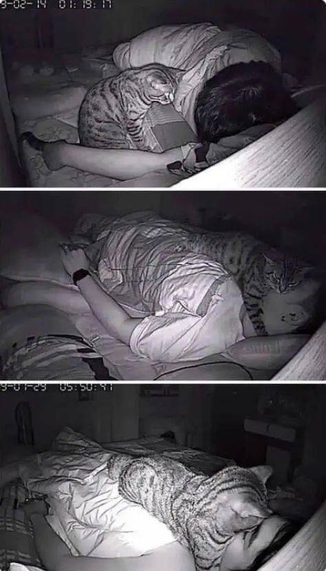 小貓咪能有什麼壞心眼呢！ 萌趣萌寵 第1张