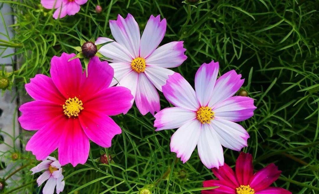 邂逅格桑花,来三亚寻找属于你的八瓣幸福花!_海南省