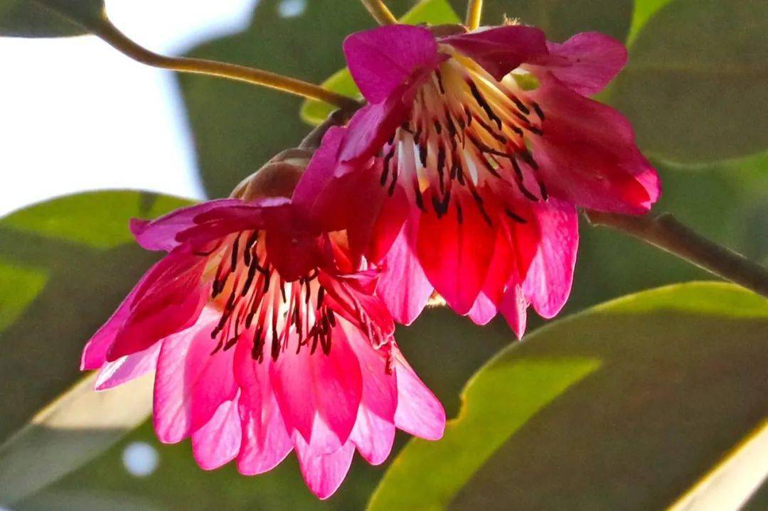 银瓶山红花荷又开好了心动赏花模式开启