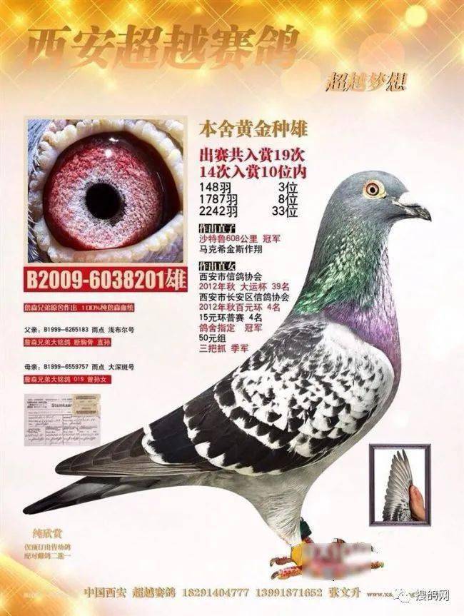 好鸽打卡詹森兄弟西安超越赛鸽