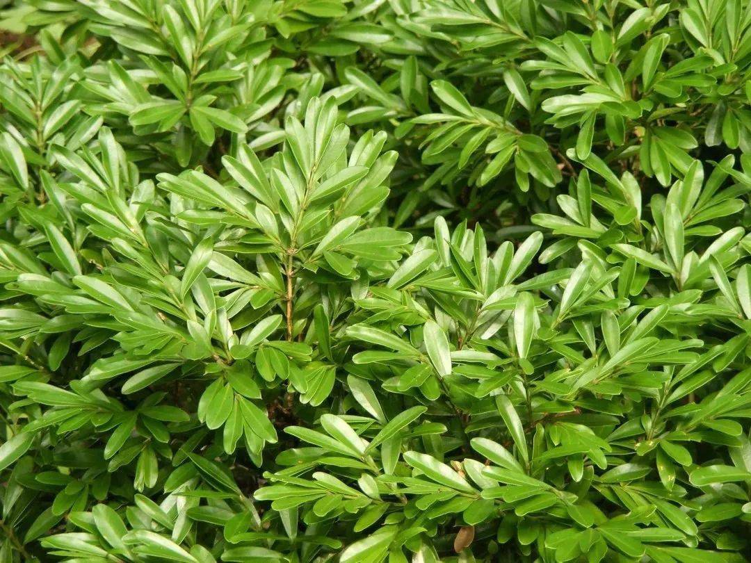 临溪中药小课堂来得太及时!_手机搜狐网