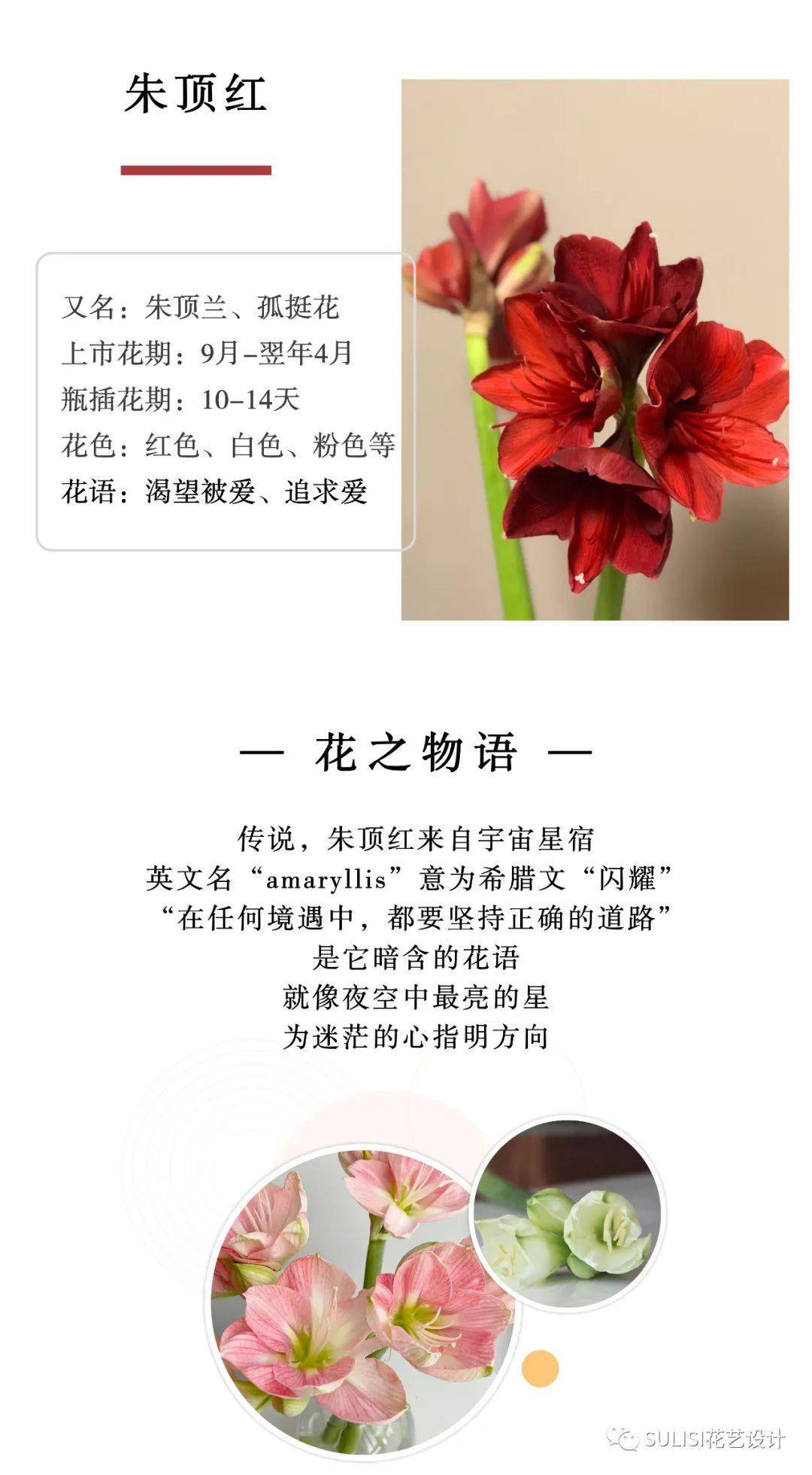 识花记 | 家有「朱顶红」,今年"注定红"