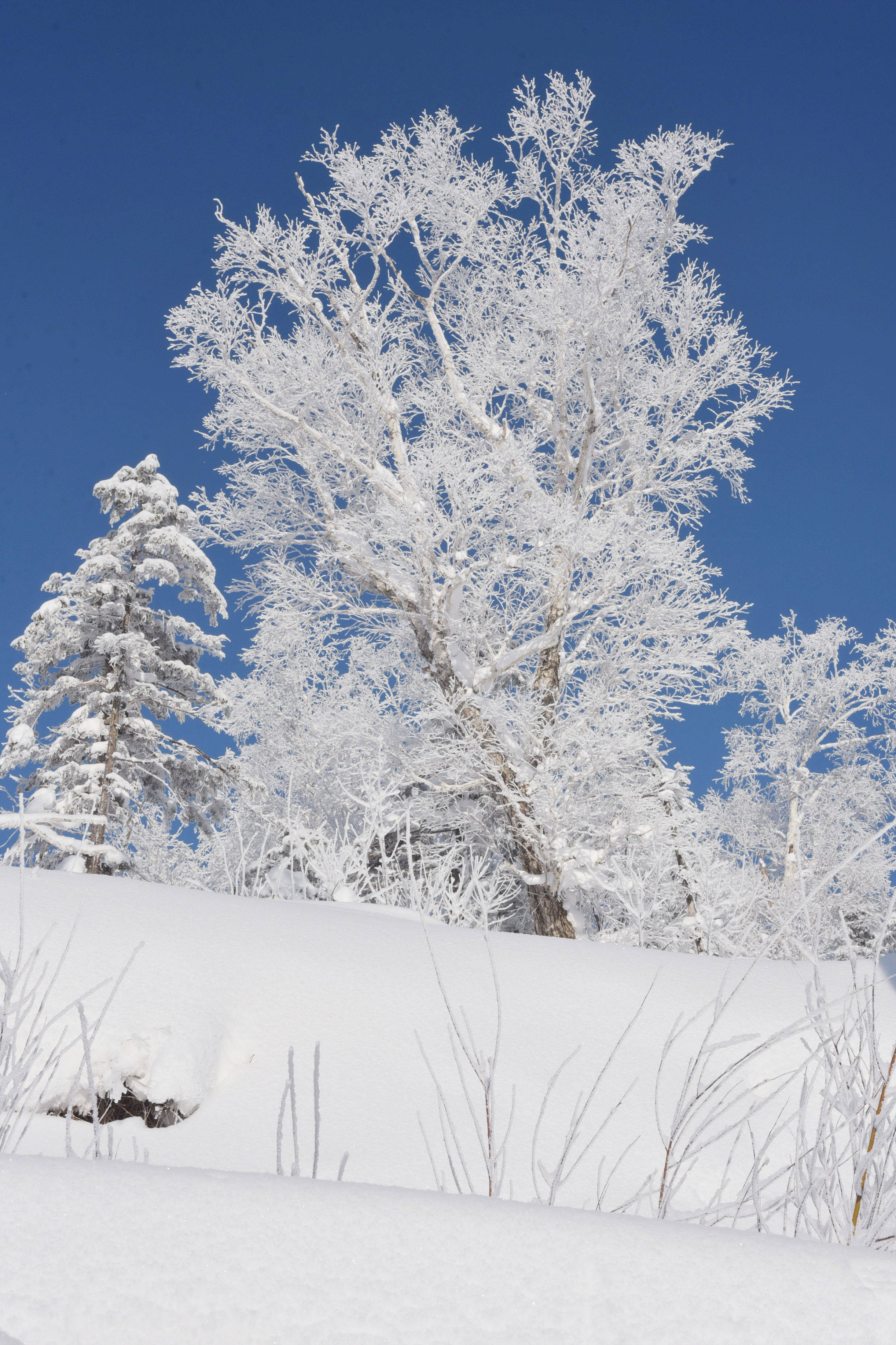 雪乡国家森林公园冬日美景