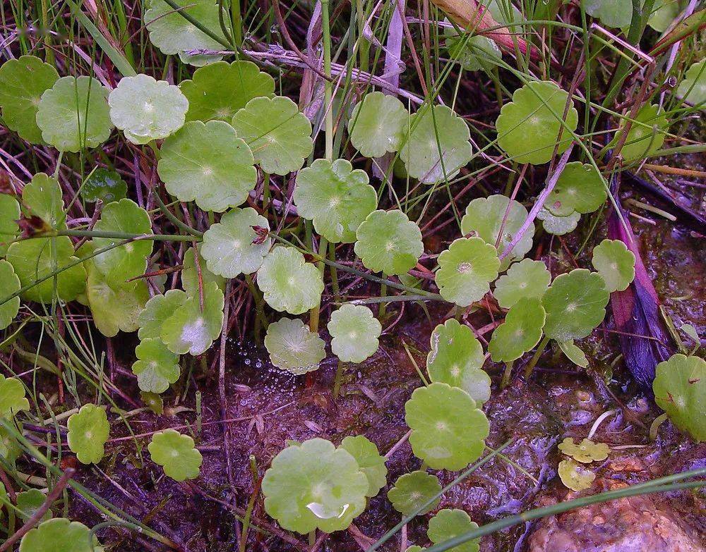 入门级水草香菇草