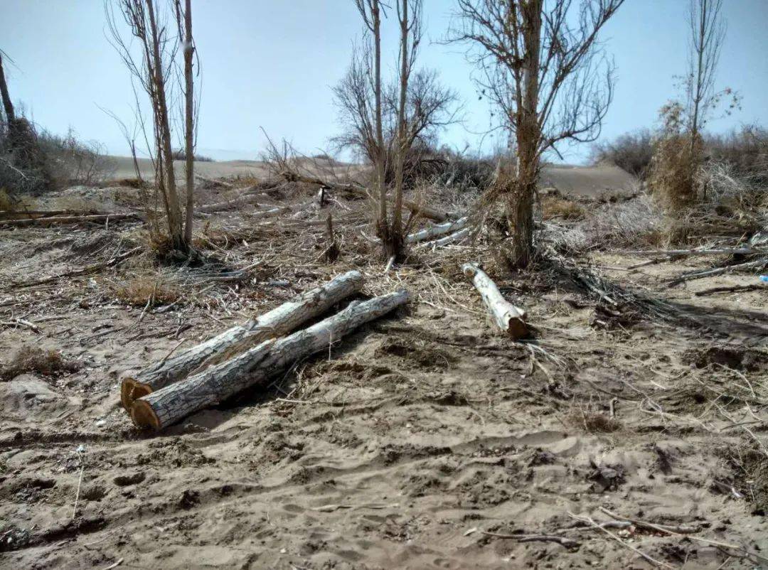 震惊丨甘肃万亩沙漠防护林被毁,敦煌防沙最后屏障几近失守