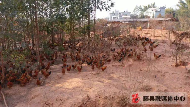 皮脆肉滑骨香的香骨鸡你吃过没藤县太平镇村民回乡创业养殖香骨鸡