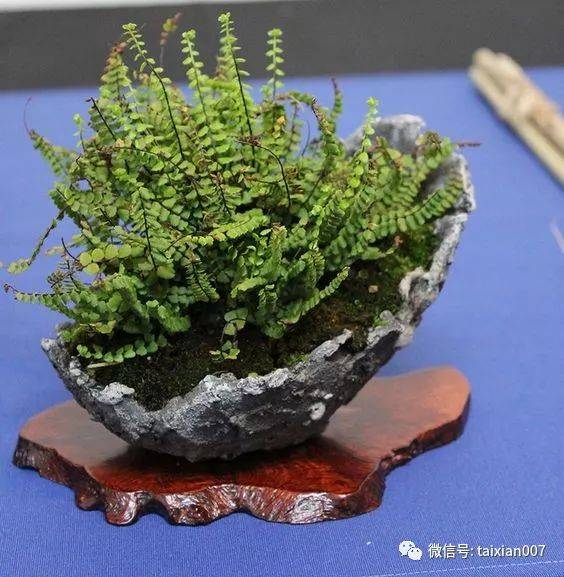 【山野草盆景】一盆草的优雅