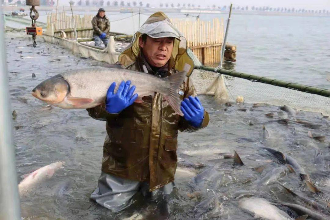 颍上八里河冬捕实拍!