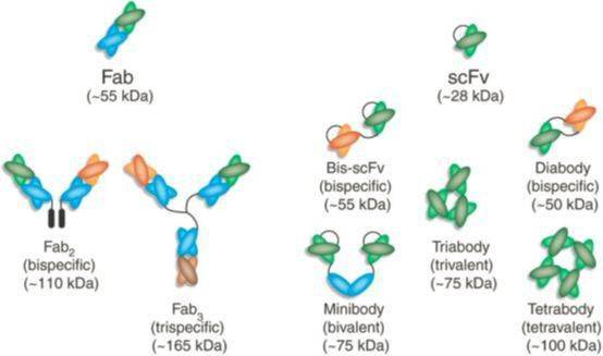 其他的下一代单抗结构包括在c或n端上对抗体进行融合,以进一步增强