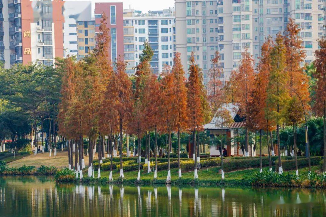 1月最美的佛山藏在这里!全部免费赏!