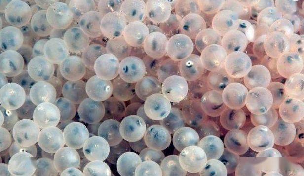 鱼卵水霉菌的克星图片