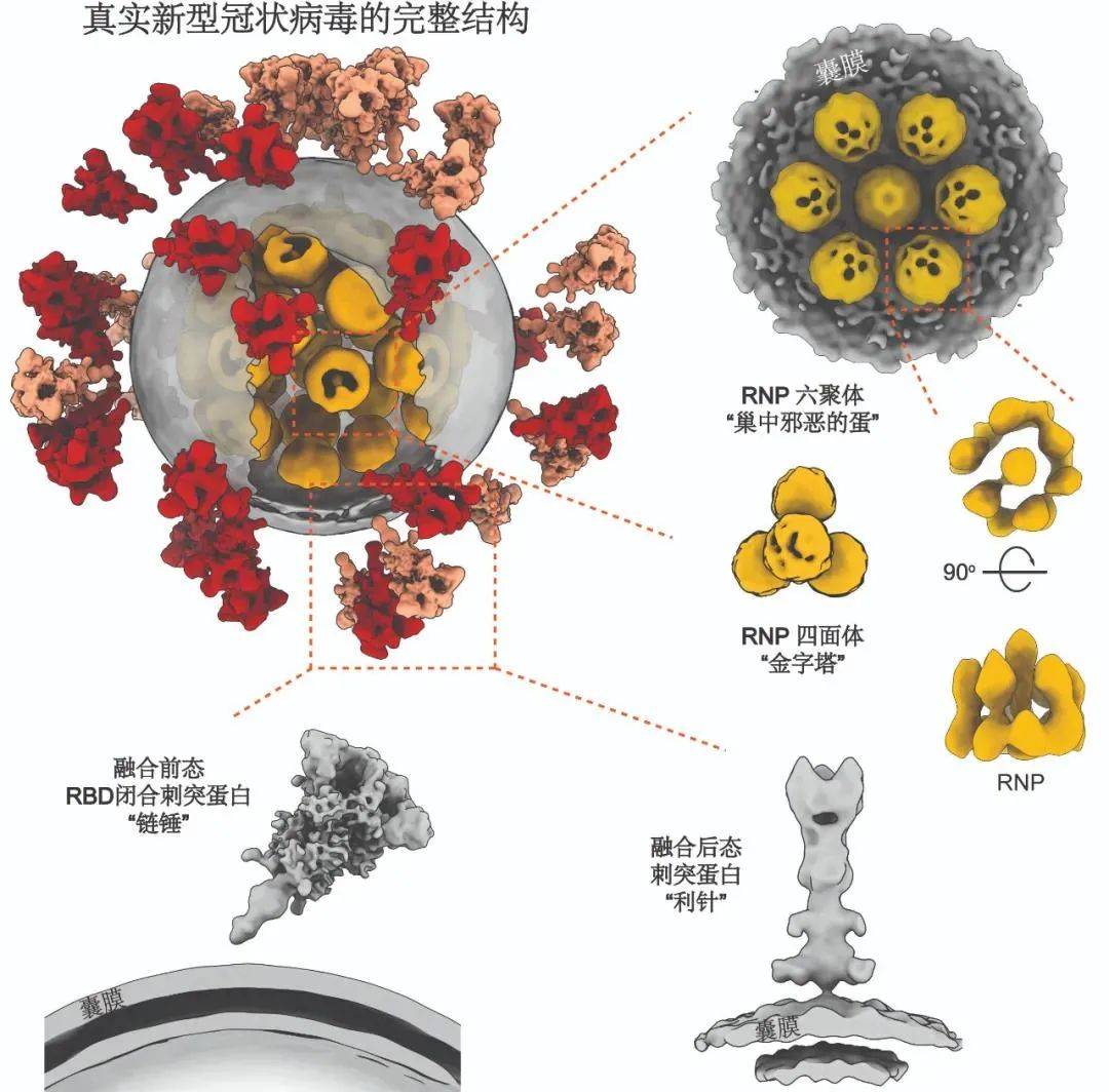 刺突|“恶魔”曝光！新冠病毒真实3D图像来了！