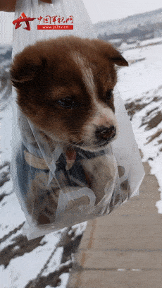 冰天雪地里有個小傢伙在瑟瑟發抖，走近一看原來是…… 萌趣萌寵 第1张