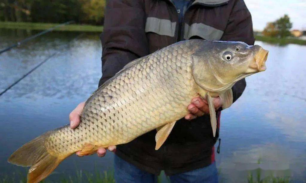 大鲤鱼最喜爱的3种饵料尤其是5斤以上的大家伙