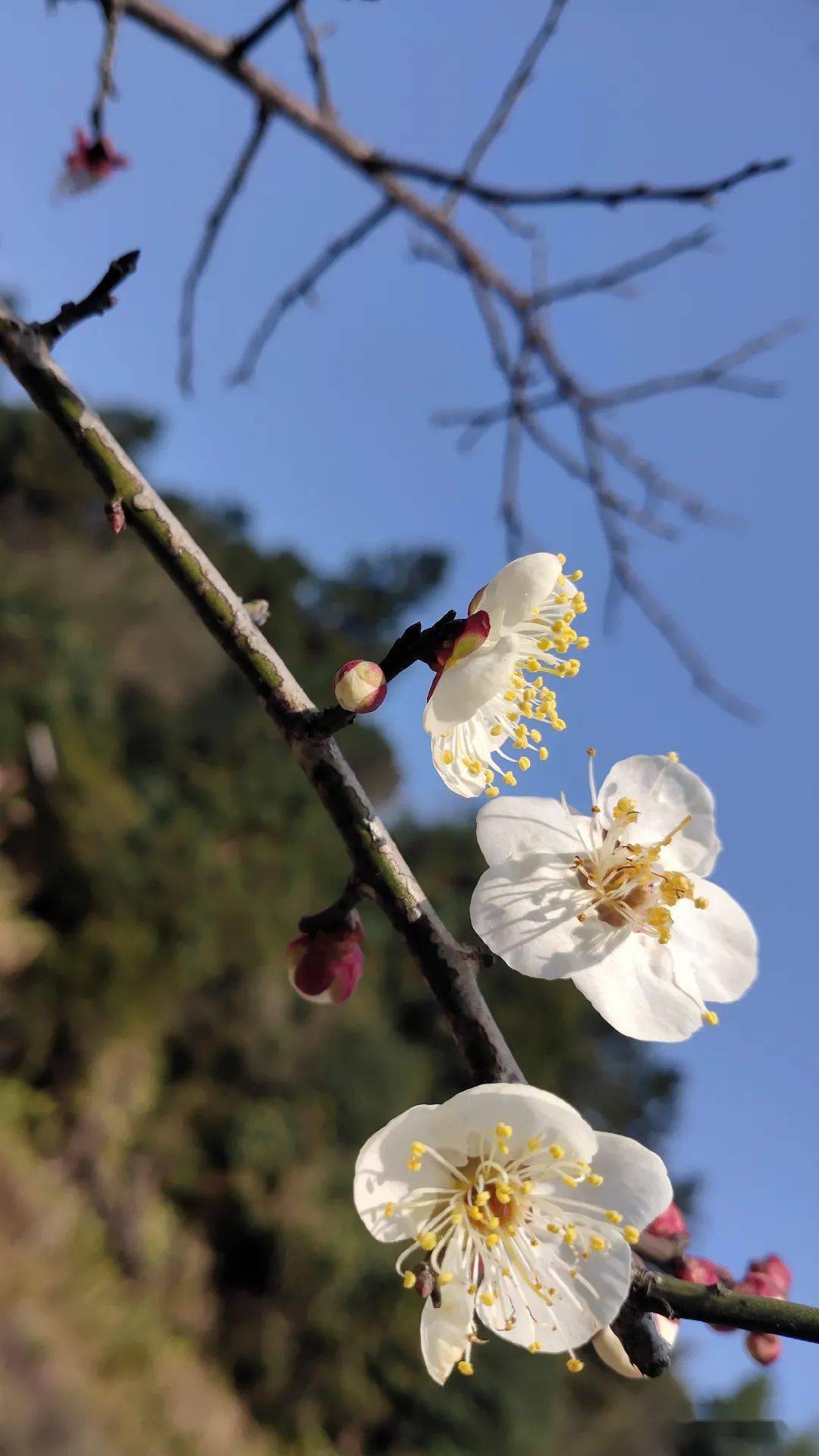 梅花始盛開,賞梅正當時!