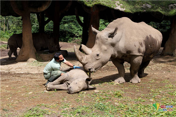 印尼茂物动物园诞生濒危犀牛 全国数量不足两百只