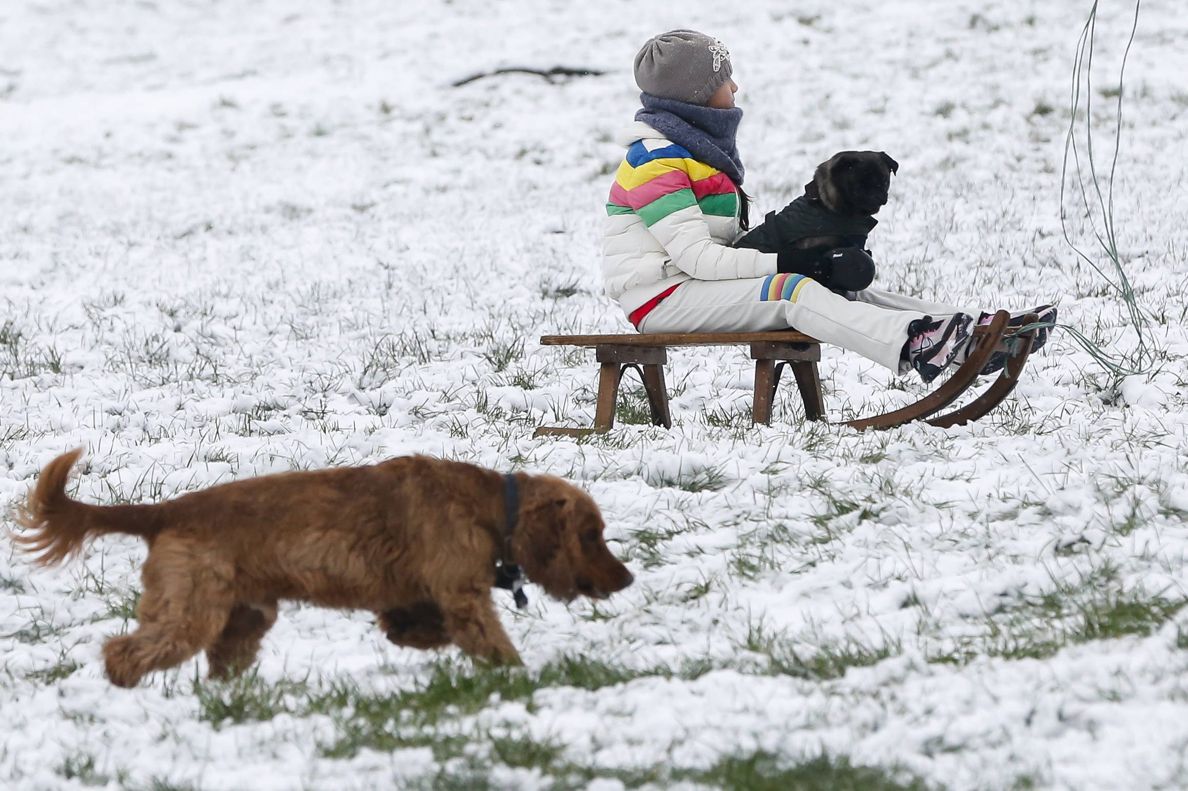 1月24日,在英国伦敦,一名儿童抱着小狗坐在雪橇上.