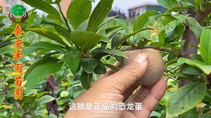 李子苗多少钱一株
