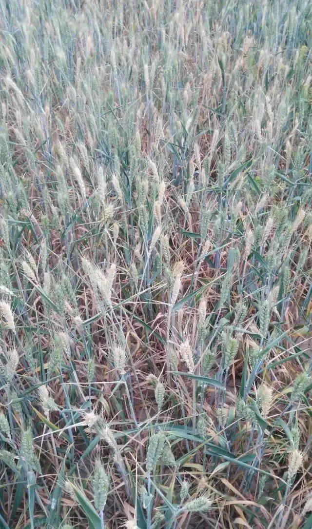 小麦茎基腐病为近几年出现的一种新型病害,老百姓称之为死麦子,白麦头