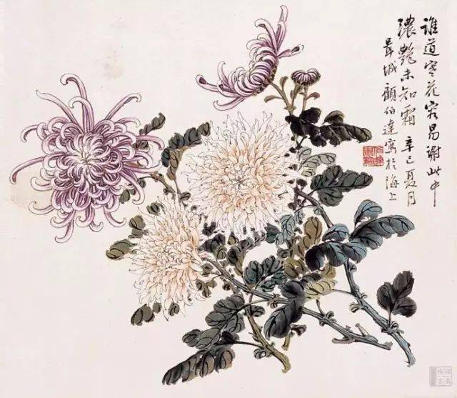 80幅最精彩的菊花图_纸本
