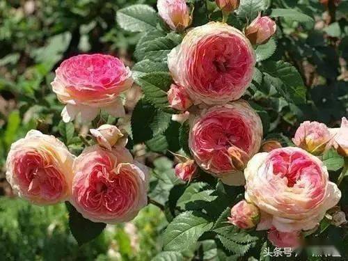 月季花品种大全及花期多久 7dfb0a57c97b419dbd7d2835aa860e51.jpeg