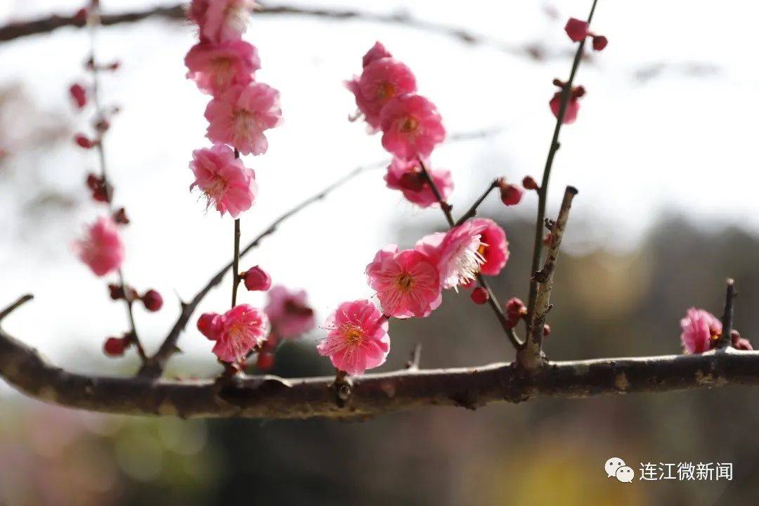 梅花始盛開,賞梅正當時!