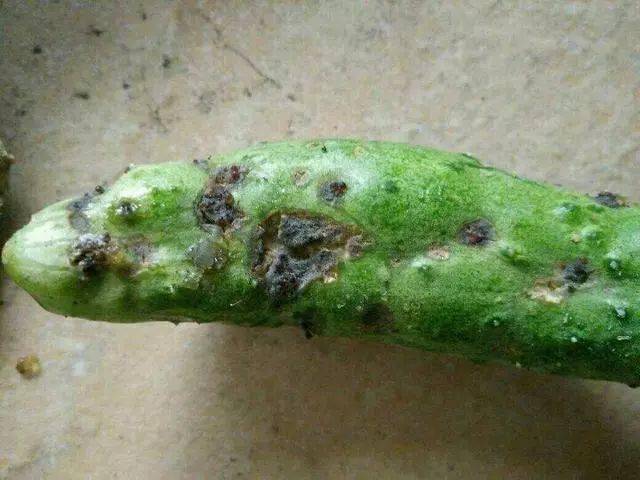 黑星病叶片感病黑星病是冬春季节一种常发病害,为害黄瓜时,能够侵染