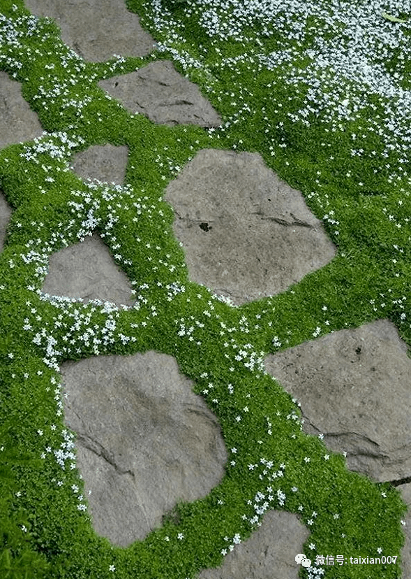 这样会开花的苔藓你喜欢吗
