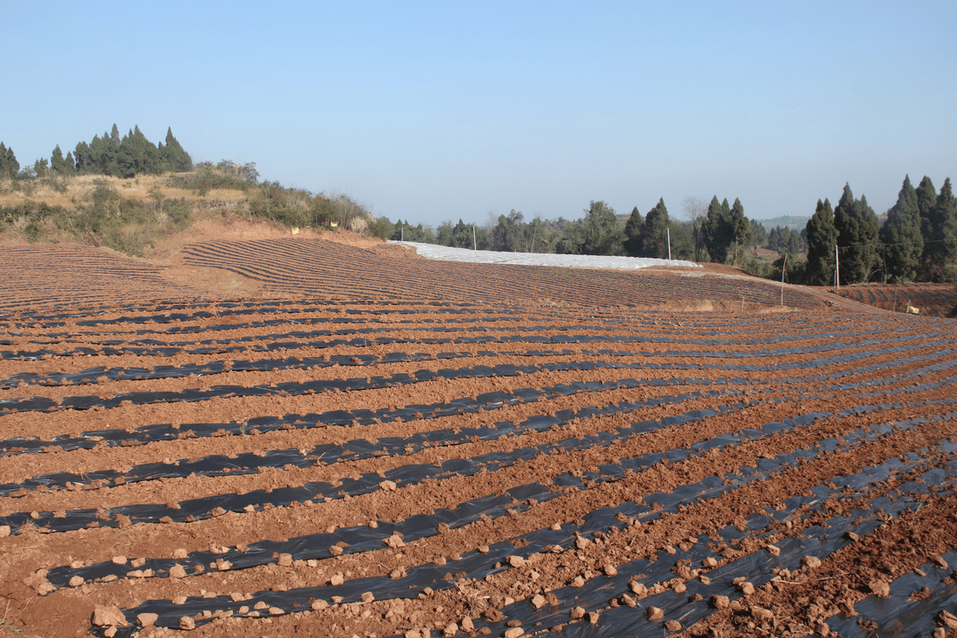 不当老板当"农民"种植天冬让荒山变"金山"