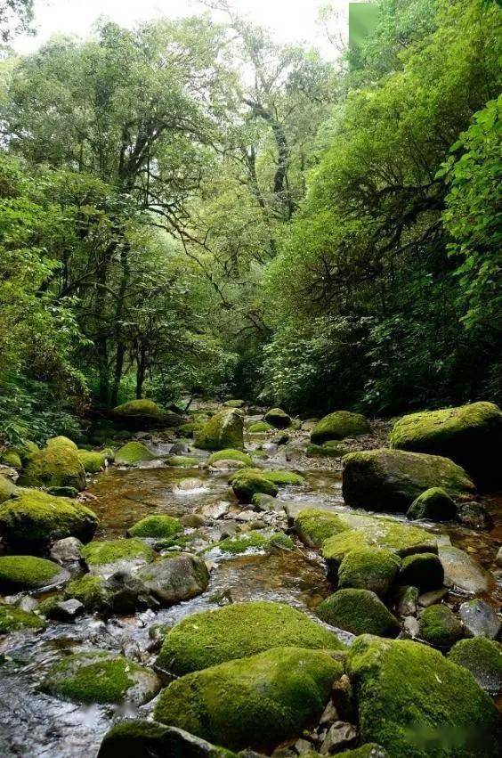 你知道吗云南这片原始森林里藏着很多珍稀动植物