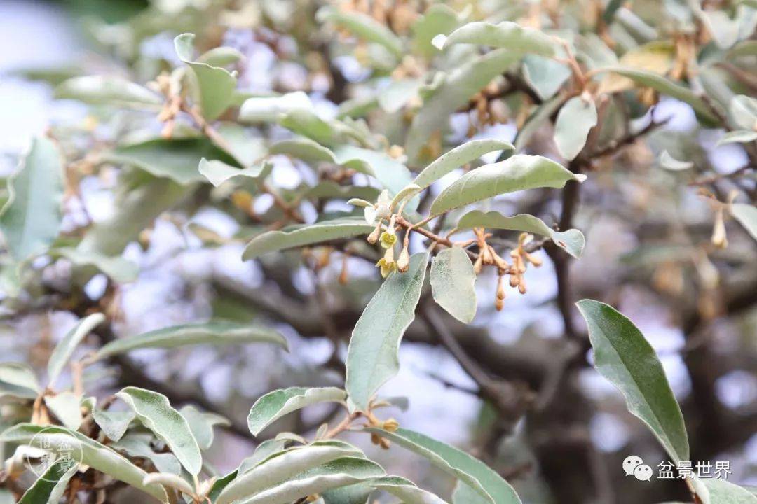 蒲子是什么 48d48d7391b94a59a53d9729eaee955f.jpeg