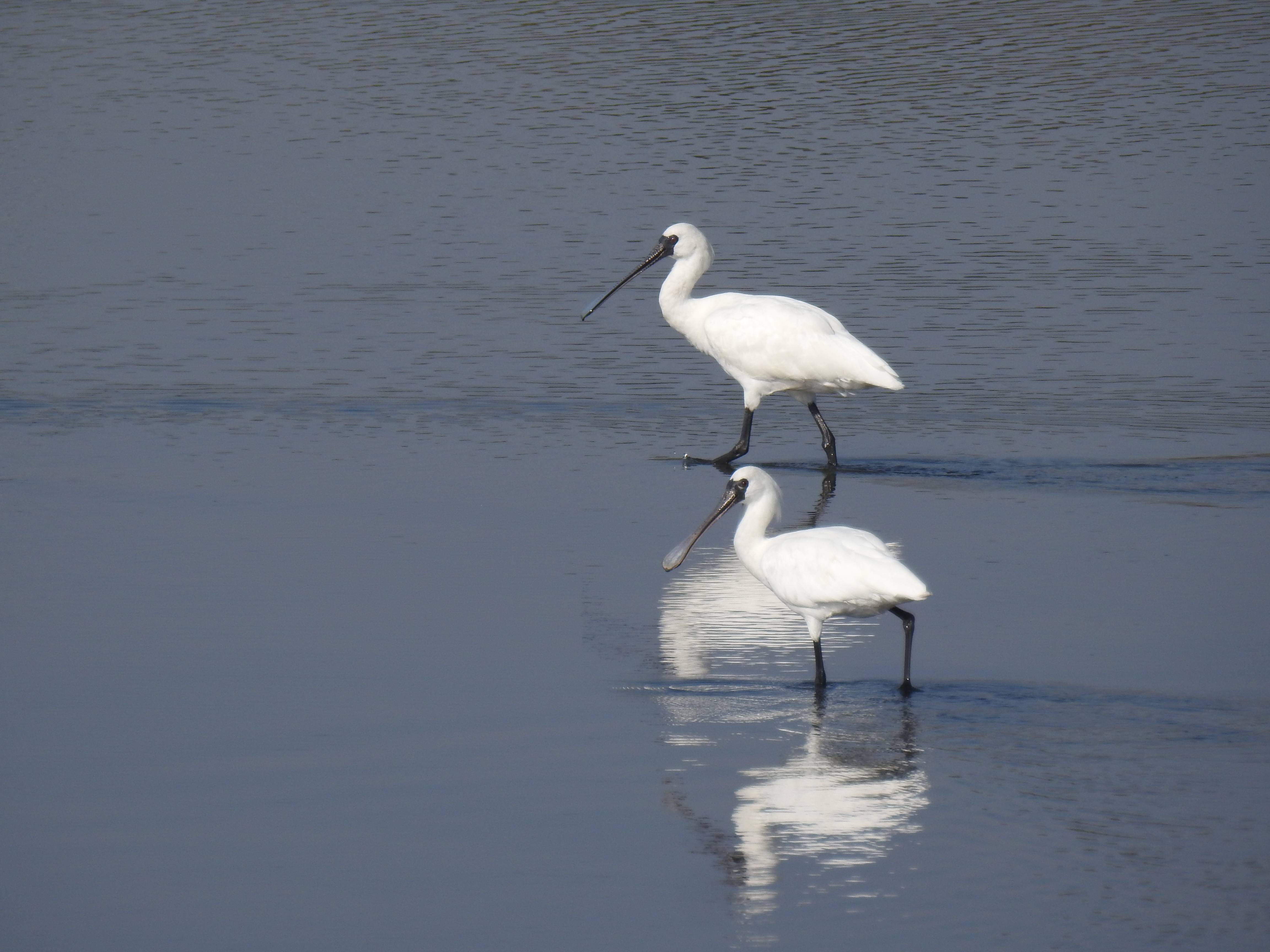 258只!海丰鸟类保护区黑脸琵鹭数量创历史新高
