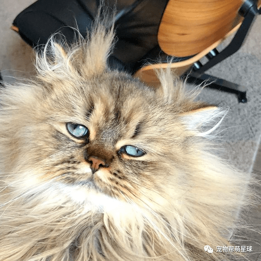 波斯猫每天炸毛一脸没睡醒的样子笑翻全网该来杯咖啡提提神
