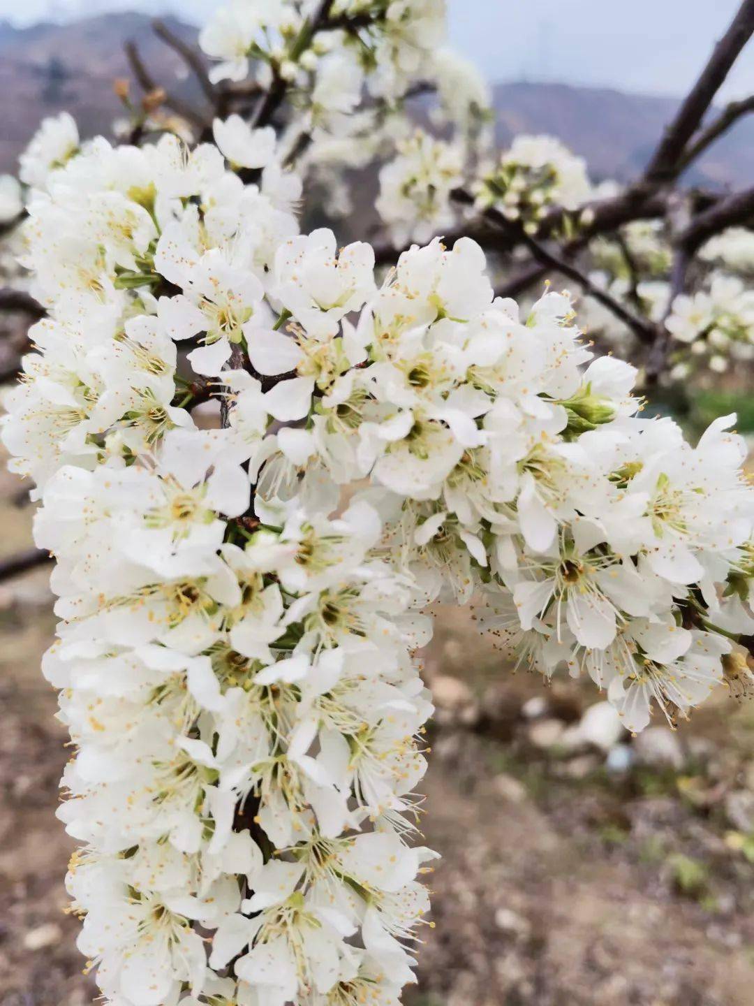 信宜钱排李花已灿烂绽放来咱们一起云赏