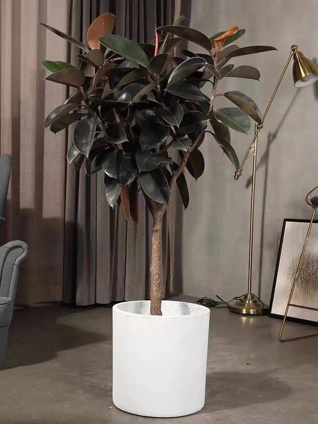 冬天家里养橡皮树做好这5点叶子又肥又绿顺利越冬无压力