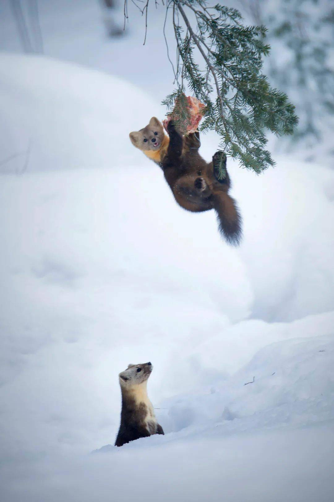 动物图册—紫貂_东北