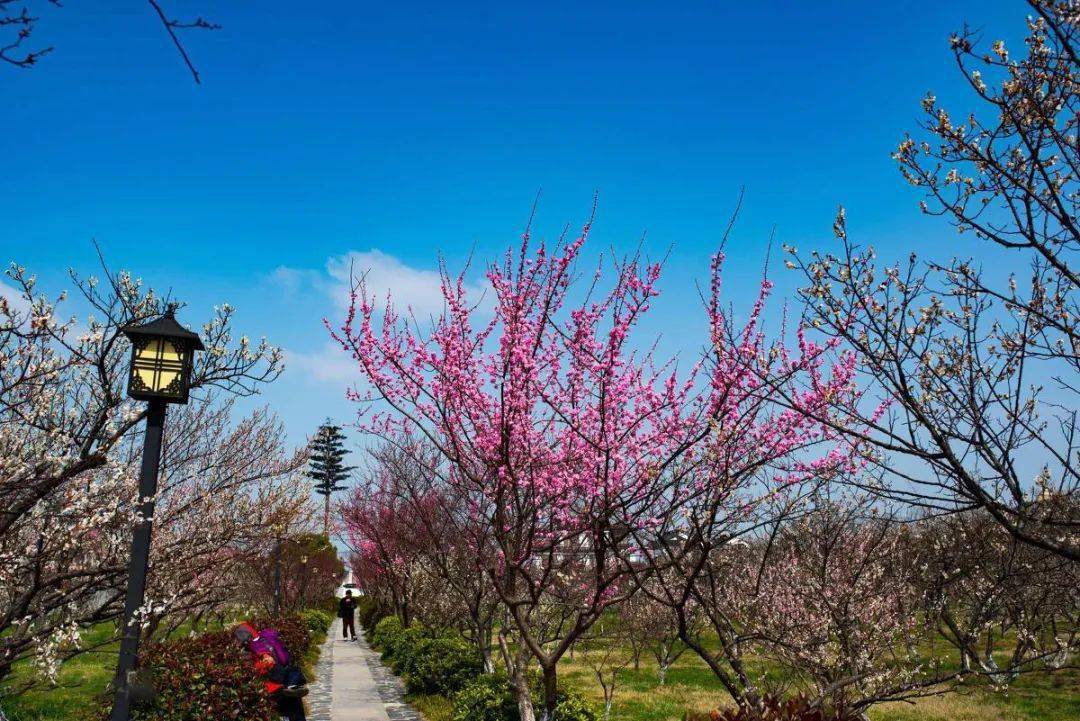 林屋洞梅海不期而遇的惊喜