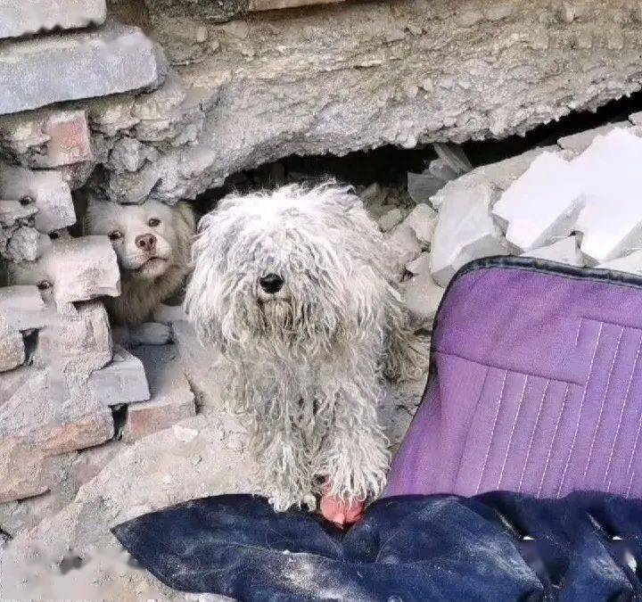 偶遇流浪比熊脏如拖把一只脚竟穿着小红鞋我真的有主人