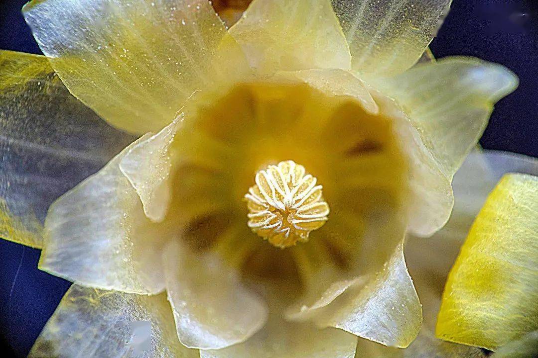 长宁有个花坚强pong香