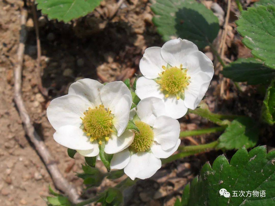 谁告诉你草莓上的小麻点是种子 果实