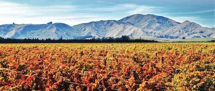 创始于19世纪的大不列颠王国是新西兰地区历史久远的酒庄这次选择的波