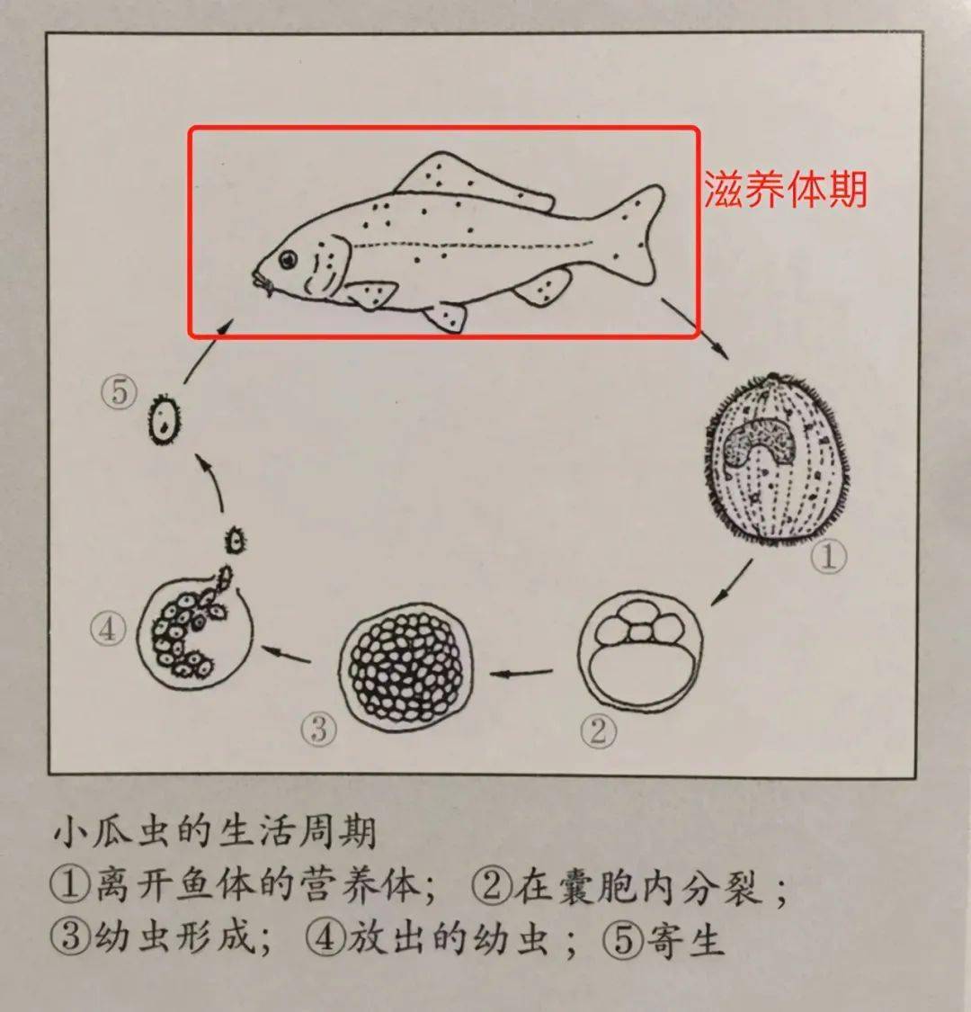 很难治疗,这个和小瓜虫特殊的生活史和形态结构有关;关于小瓜虫的生活