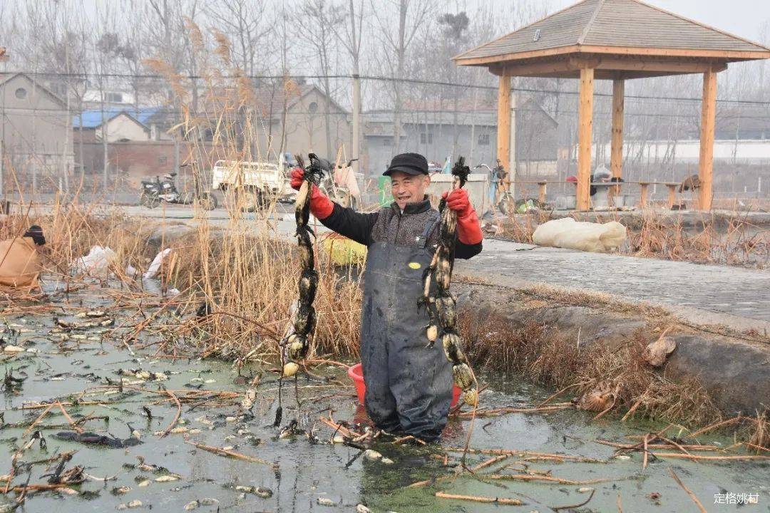 媒体看姚村人民日报客户端农村大众报等媒体报道姚村镇庙东村莲藕产业