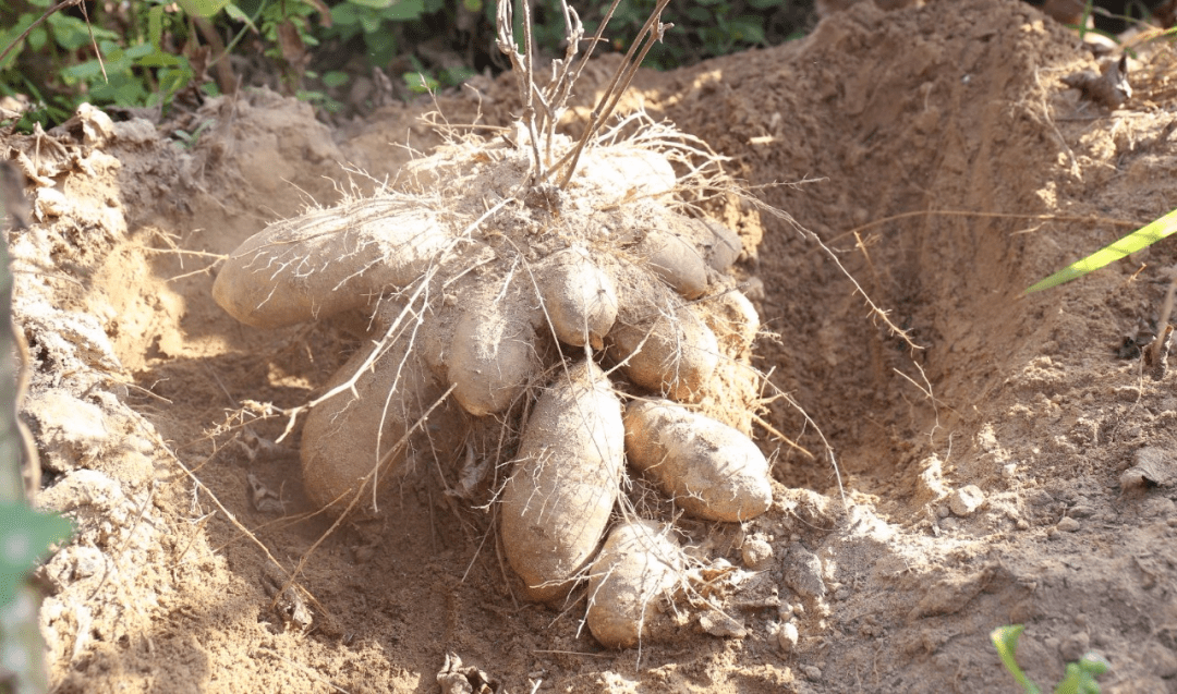 毛薯的采摘也是相当讲究的,村民们介绍,完全枯黄的毛薯茎叶代表着毛薯