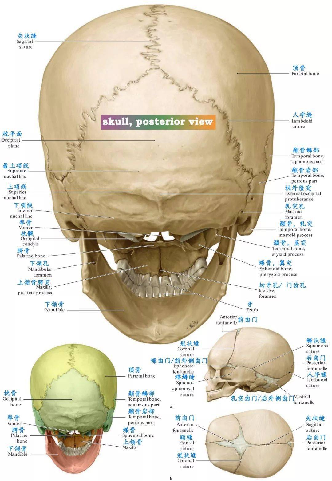 概述｜治疗先天性颅缝早闭头颅畸形的手术分类 - 知乎