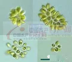 高清图够全够清晰史上最全的藻类图谱